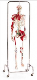 Orthopedic