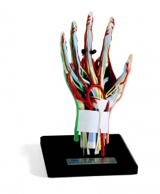 Hand Model
