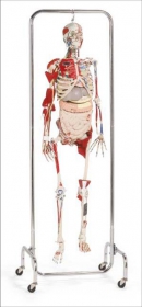 SkeleTorso