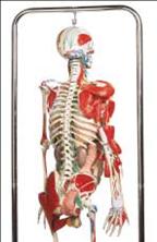 SkeleTorso1