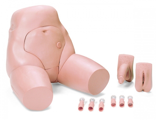 Catheterization and Enema Trainer
